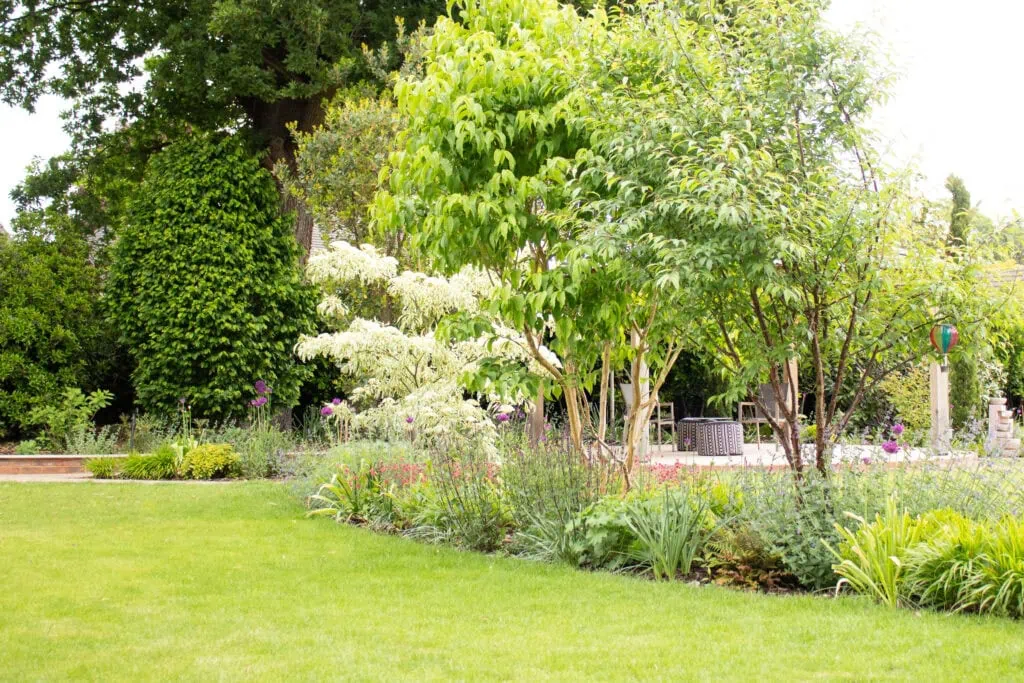 Sculptural trees and shrubs